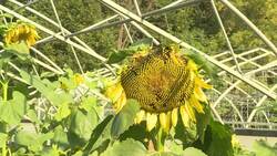 #TheMoment a chipmunk planted a surprise sunflower garden News Clip