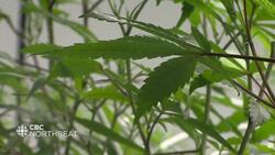 CBC Northbeat - August 02, 2024 News Clip