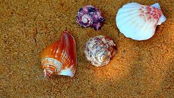 Seashell Beach Sunlights hd footage Stock Footage