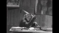 Chimpanzees performing as teacher and students in zoo in Munich News Clip