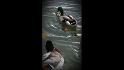 If You See Ducks on a Lake, Don't Enter the Water Instructional Video