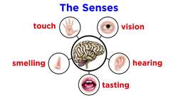 The Peripheral Nervous System: Nerves and Sensory Organs Instructional Video