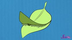 Why Do Leaves Change Colors in the Fall? Instructional Video