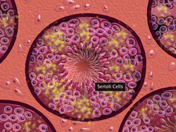 Gametogenesis Instructional Video