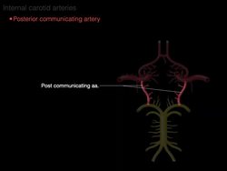 Blood supply to the brain Instructional Video