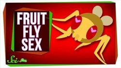New Insights Into What Fruit Fly Sex Is Like Instructional Video