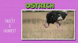 I WONDER - What Is The Largest Bird In The World? Instructional Video