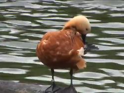 Simple Animals: What Are Simple Animals? Instructional Video