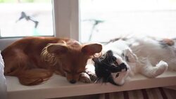 Cat and dog. Chihuahua dog and fluffy cat on the window sill in home Stock Footage