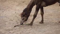 Young camel in the desert eating plants in 4k Stock Footage