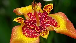 Orange Tigridia pavonia flower after rain Stock Footage