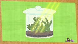 Build a Tiny Plant World! Science Project for Kids Instructional Video