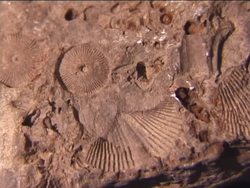 Mold and Cast Formation of Fossils Instructional Video