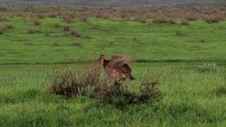 Saving The Lesser Prairie Chicken Instructional Video