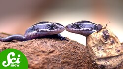 This Animal Lays Eggs AND Has Live Young Instructional Video