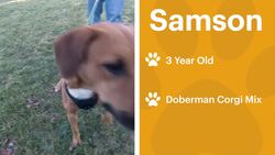 Paws & Pals: Dogs up for adoption at Bobbi and the Strays News Clip