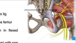 Major Branches of the Internal Iliac Artery Instructional Video