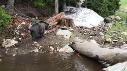 Grizzly Bear Stock Footage