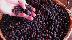 Coffee Stock Footage