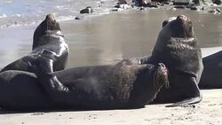 Sea lions at a beach Stock Footage
