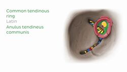 Superior and inferior orbital fissures Instructional Video