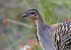 Malleefowl Instructional Video