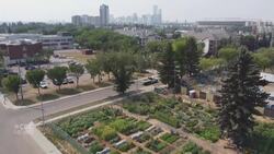 Edmonton looks to bring the farm inside the city News Clip