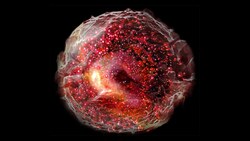 Basophils and Eosinophils Instructional Video