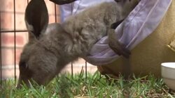 CLEAN : Baby kangaroos in care after rescue from Australian bushfires News Clip
