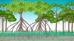 I WONDER - Are Swamps An Important Part Of The Ecosystem? Instructional Video