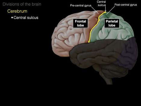 Divisions of the brain