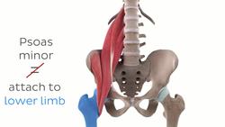 Iliopsoas muscle (3D) Instructional Video