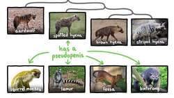 Why Do Female Hyenas Have Pseudo-Penises?! Instructional Video