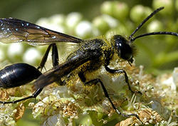 Fairy wasp Instructional Video