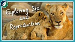 Exploring Sex and Reproduction | Compilation Instructional Video