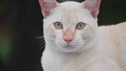 4K close up Young Thailand tabby cat walking on wall. Cute small kitten walk alone and sitting slowly on wall with green nature in background. Concept: Nature, Animal, life. Stock Footage