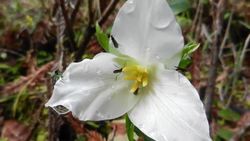 Redwood National and State Parks - Redwood Ranger Minute: Western Trillium Instructional Video