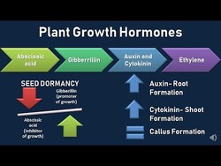 The Role of Plant Growth Hormones Instructional Video