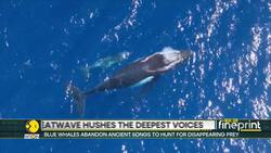 Ocean's Loudest Voices Fall Silent in Unprecedented Marine Crisis News Clip
