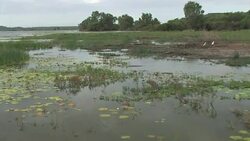 Boating through lily pads. Zoom in on partially submerged crocodile. Stock Footage