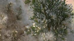 CLEAN : Chile's capital on verge of water rationing after more than a decade of drought News Clip