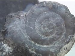 Life Through Time: Life in the Paleozoic Era Instructional Video