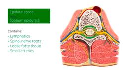Female pelvic viscera and perineum Instructional Video