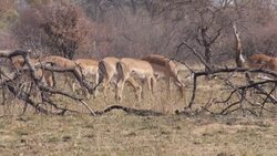 Herd of impala grazing and running away News Clip