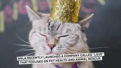 Most followers on Instagram for a cat Instructional Video