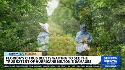 Florida's citrus growers left scrambling after Hurricane Milton during bounce-back year News Clip