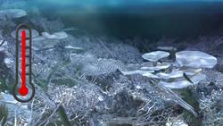 Great Barrier Reef may enters ‘critical time’ Instructional Video