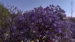 Signs of spring are beginning to bloom News Clip