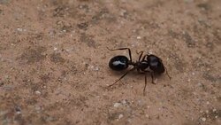Black House Ant teamwork walking work in the nature Stock Footage
