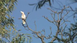 Salmon-crested Cockatoo sitting in a tree, Mornington sanctuary Stock Footage